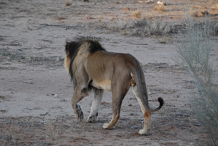 L&ouml;we mit der f&uuml;r die Kalahari typischen dunklen M&auml;hne