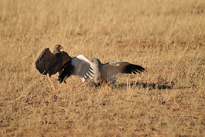 Pale Chanting Goshawks k&auml;mpfen um Beute