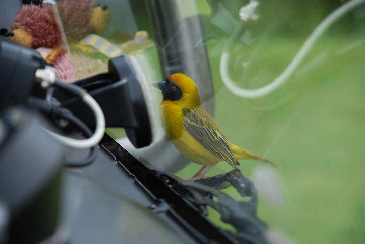 Ein Southern Masked Weaver (Maskenweber) (m) steht auf Obelix&rsquo; Scheibenwischer