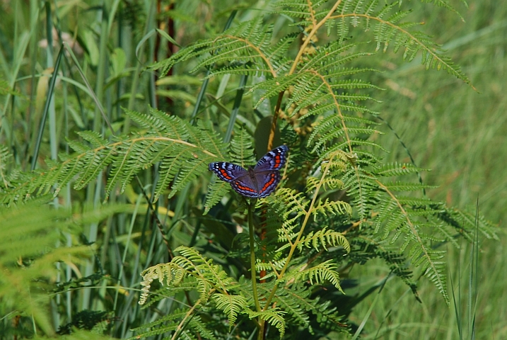 Wundersch&ouml;ner Schmetterling