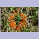...viele Blumen zu entdecken