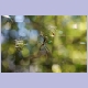 Spinne im Netz