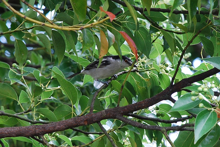 Black-backed Puffback (Schneeballw&uuml;rger) (f)