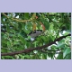 Black-backed Puffback (Schneeballw&uuml;rger) (f)