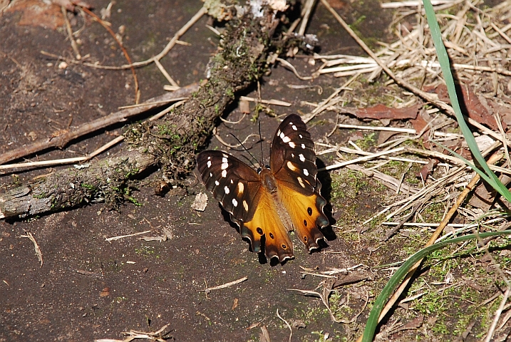 H&uuml;bscher Schmetterling in den Drakensbergen