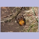 H&uuml;bscher Schmetterling in den Drakensbergen