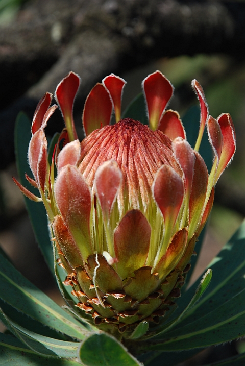Protea-Bl&uuml;te kurz vor...