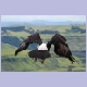 Ein Verreaux&rsquo;s Eagle (Kaffernadler) hat eben abgehoben...