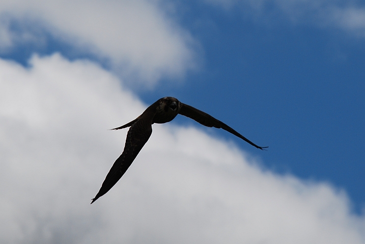 Der junge Perregrine Falcon (Wanderfalke) l&auml;rmt sogar im Flug
