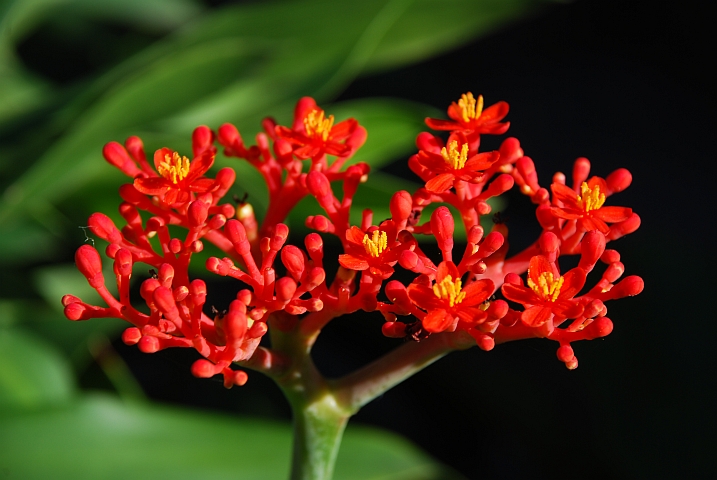 Unbekannte Bl&uuml;te