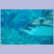Ein Spotted Eagle Ray