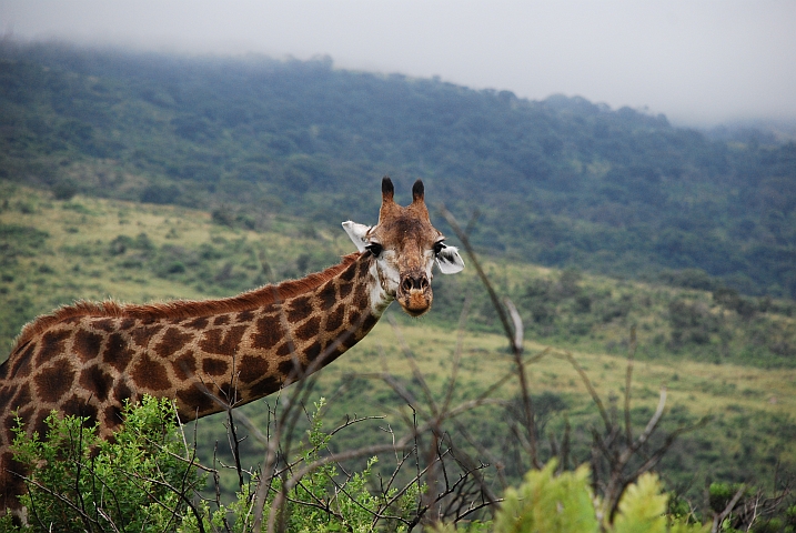 Giraffe