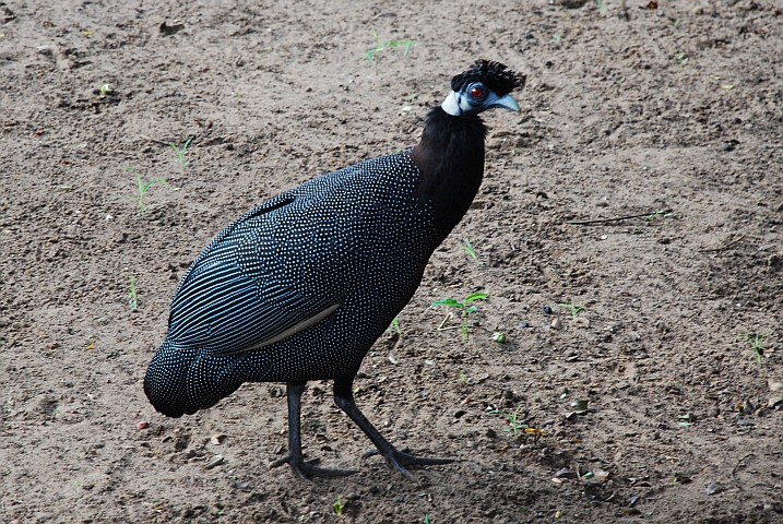 Crested Guineafowl (Kr&auml;uselhauben-Perlhuhn)