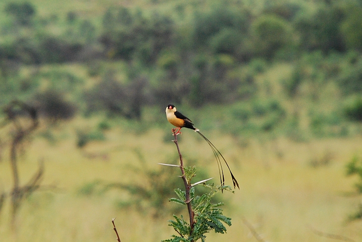 Queen Whydah (K&ouml;nigswitwe)