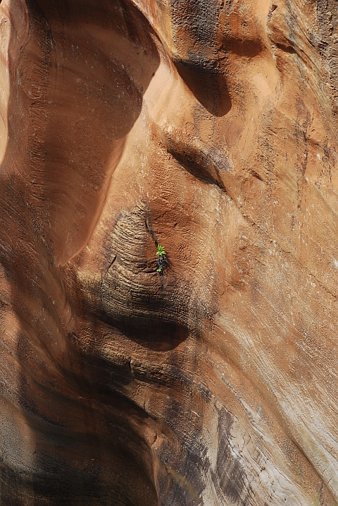 Einsames Pfl&auml;nzchen in der Schluchtwand der Bourke&rsquo;s Luck Potholes