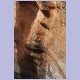 Einsames Pfl&auml;nzchen in der Schluchtwand der Bourke&rsquo;s Luck Potholes