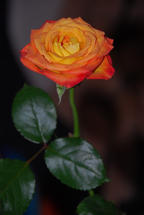 Isabellas Rose