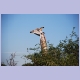 Eine sehr vornehme Giraffe
