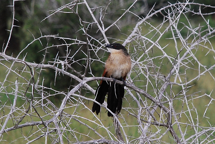 Burchell&rsquo;s Coucal (Tiputip)