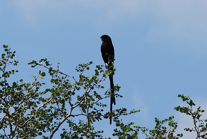 Magpie Shrike (Elsterw&uuml;rger)