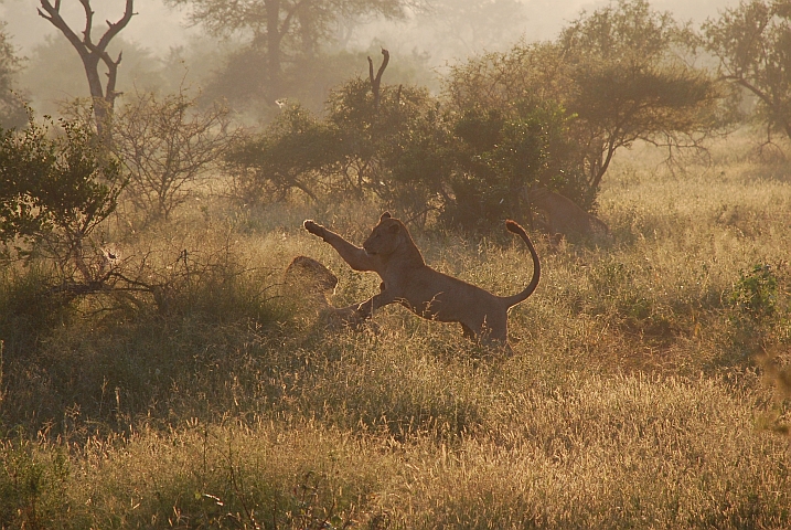 Zwei L&ouml;wen spielen in der Morgensonne