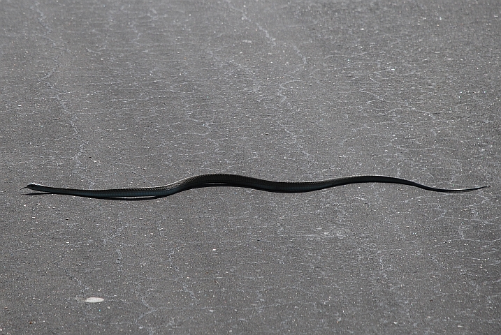 Diese Schlange (wir vermuten eine Schwarze Mamba) hatte es eilig, vor Obelix &uuml;ber die Strasse zu kommen