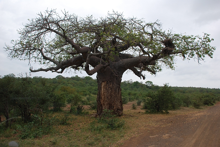 Einer der nicht sehr zahlreichen Baobabs im Kr&uuml;ger Nationalpark