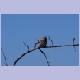 Pearl-spotted Owlet (Perlkauz)