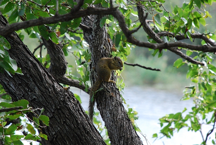 Buschh&ouml;rnchen beim Futtern