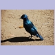 Red-shouldered Glossy-Starling (Rotschulter-Glanzstar)