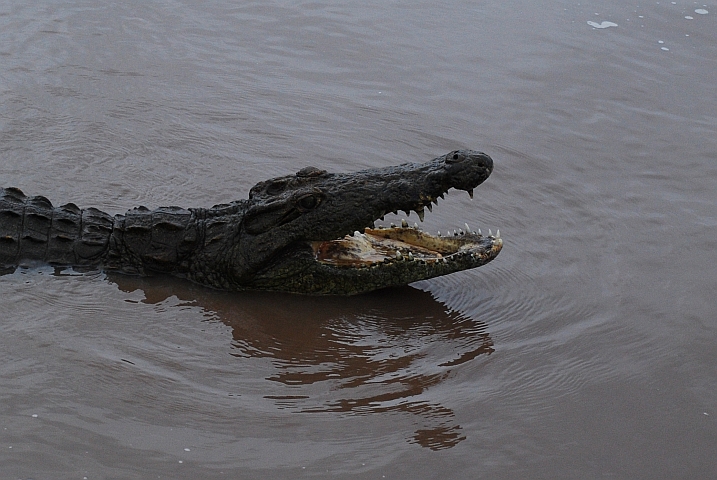 Ein Krokodil zeigt seine Z&auml;hne