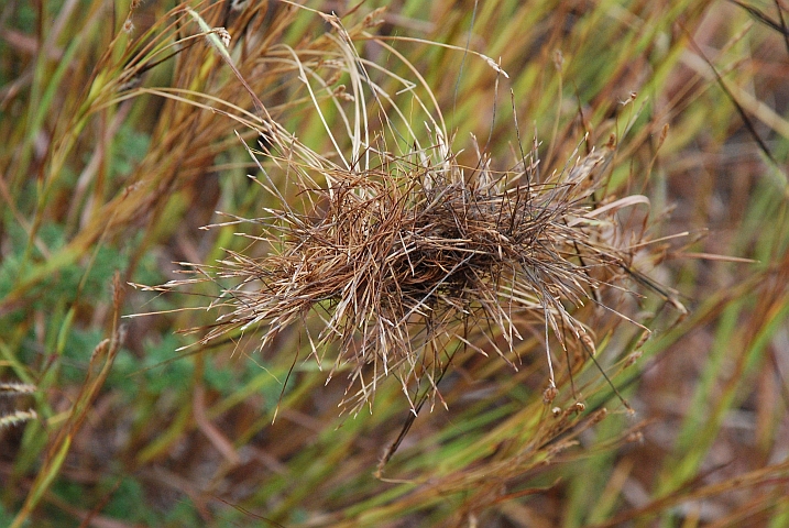 Zusammengeklettete Grasbl&uuml;ten