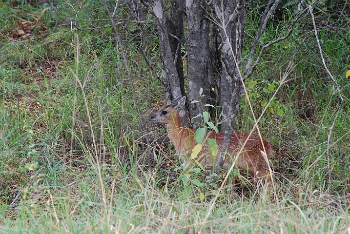 Sharpe&rsquo;s Grysbok