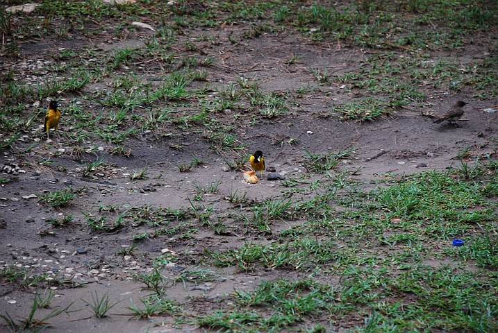 Weberv&ouml;gel (Village Weaver)