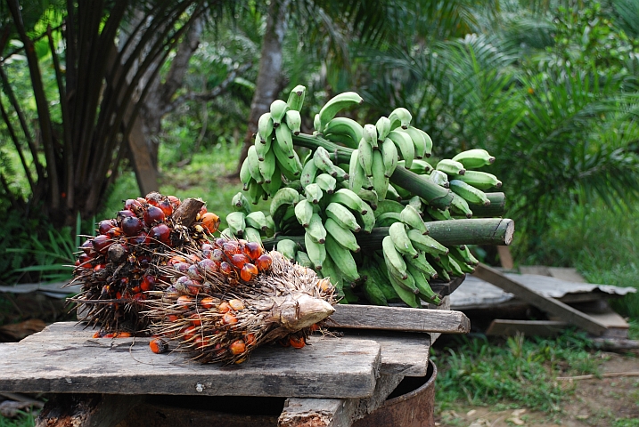 Palm&ouml;ln&uuml;sse und Bananen zum Verkauf am Strassenrand