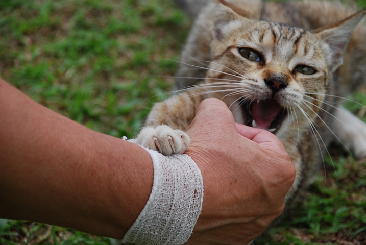 Kleine Schmusekatze in der Mission in Lambar&eacute;n&eacute;