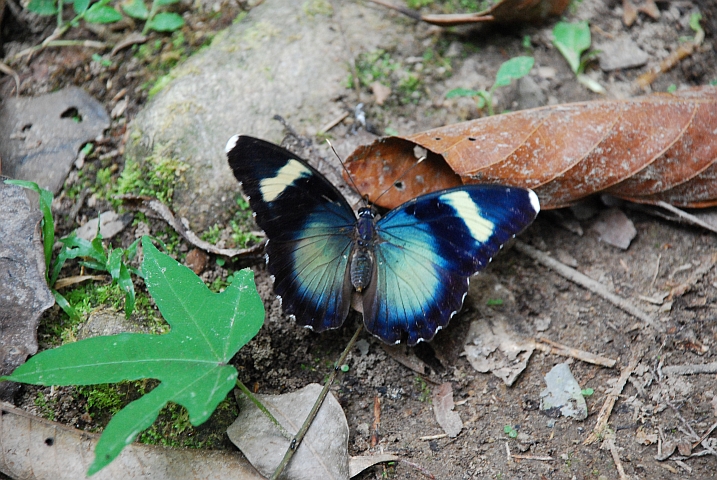 Schmetterling im Wald hinter der Mission in Lambar&eacute;n&eacute;