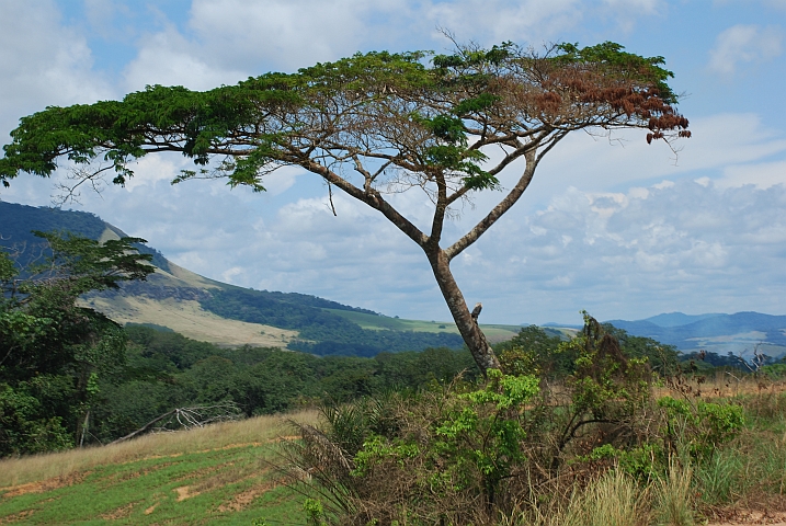 Savannenlandschaft mitten im Urwald zwischen Al&egrave;mb&eacute; und Ayem