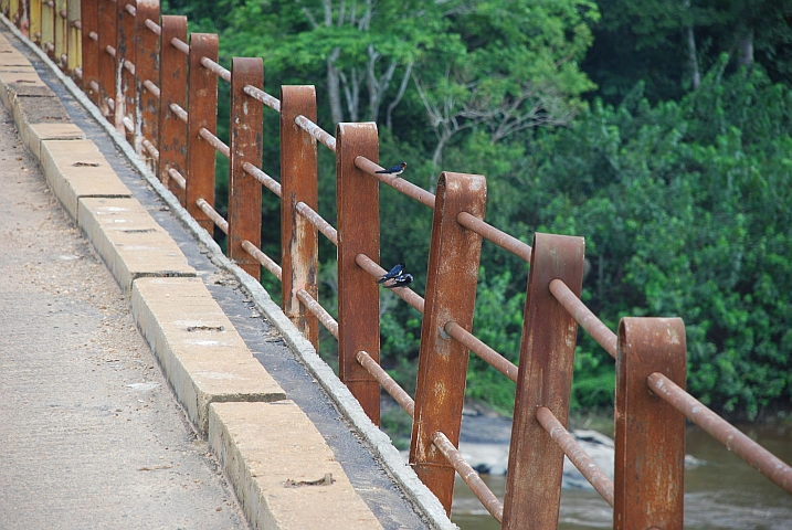 Red-chested Swallows (Singschwalben) auf der Br&uuml;cke &uuml;ber den Ogoou&eacute; bei Ayem