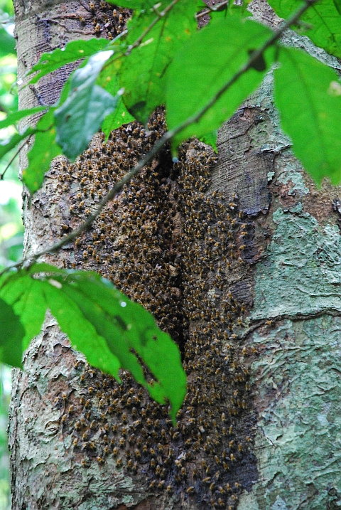 Nat&uuml;rlicher Bienenstock im Lop&eacute; Nationalpark