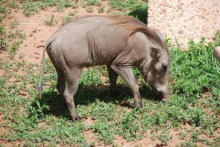 Heute aber h&uuml;bsch gek&auml;mmt, Frau Warzenschwein!