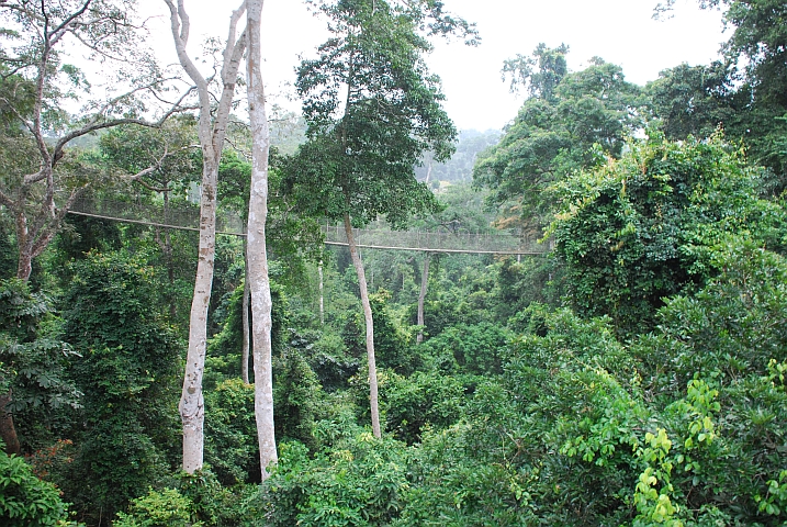 H&auml;ngebr&uuml;cke des &ldquo;Canopy Walk&ldquo; im Kakum Nationalpark