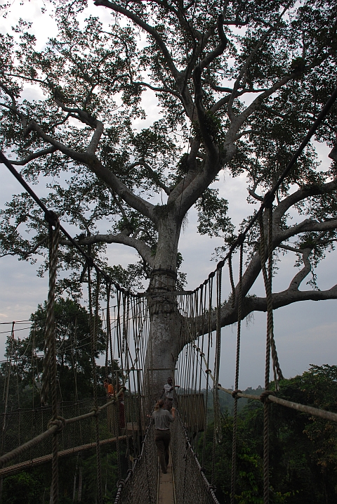 Isabella auf dem &ldquo;Canopy Walk&ldquo; im Kakum Nationalpark