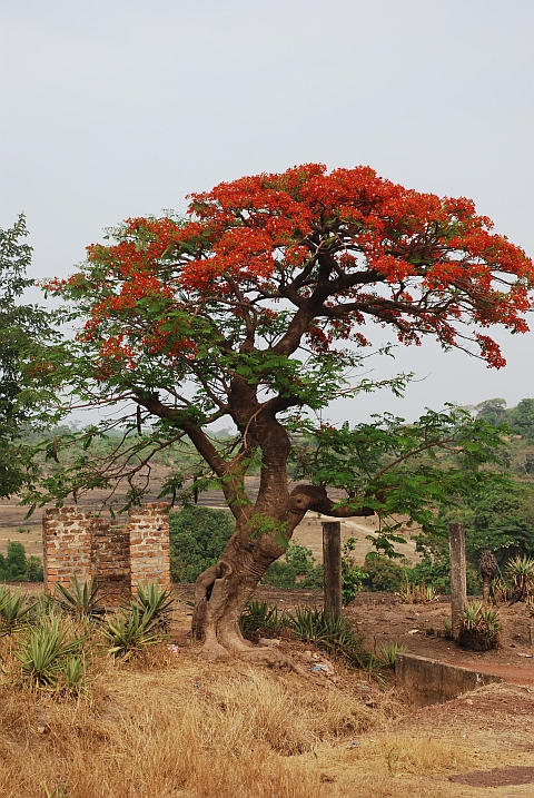 Flamboyant-Baum bei Lab&eacute;