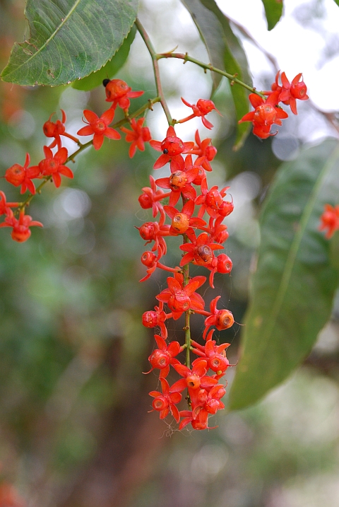 Unbekannte rote Bl&uuml;ten