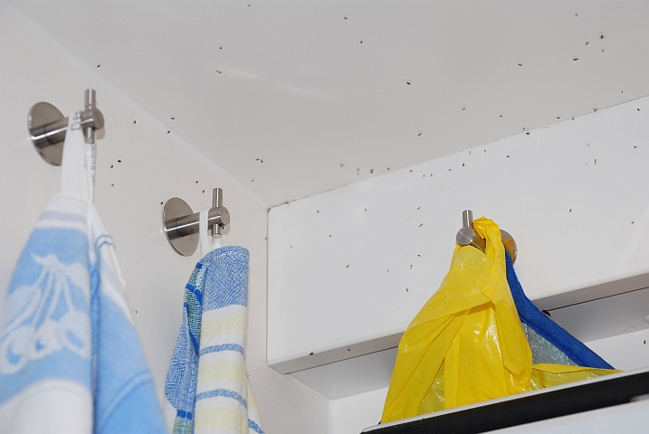 Viele ungebetene G&auml;ste in unserem Haus, zum Gl&uuml;ck stechen sie wenigstens nicht