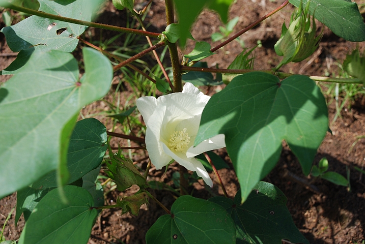 Bl&uuml;te der Baumwollpflanze