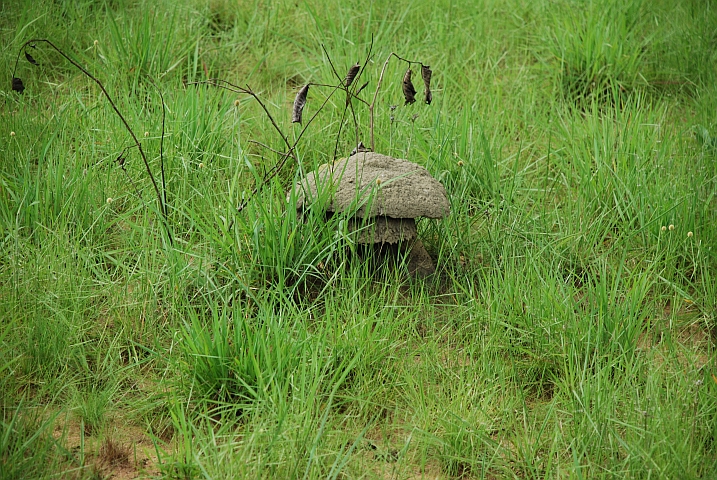 Termiten-Pilz L&eacute;fini-Reservat