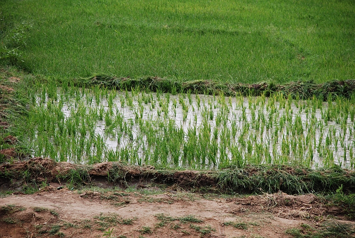 Reisanbau in Korioum&eacute; bei Tombouctou