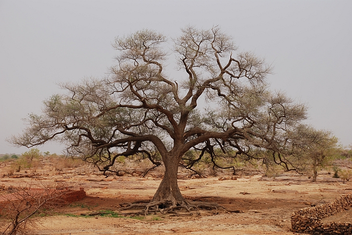 Baum